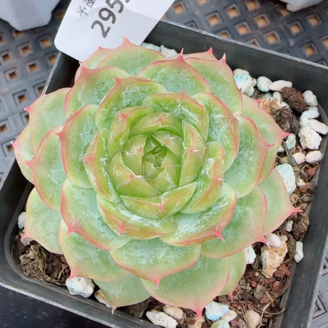 翡翠明珠，2953多肉植物