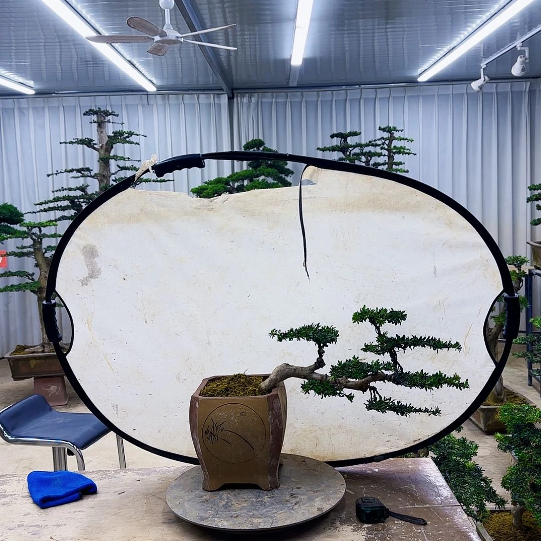 无花朵00000000000