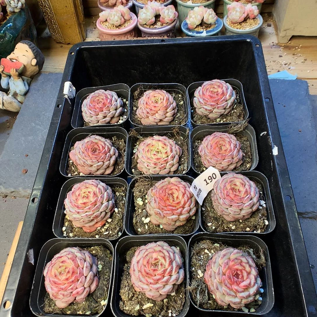 190白胖多肉植物3颗量拍