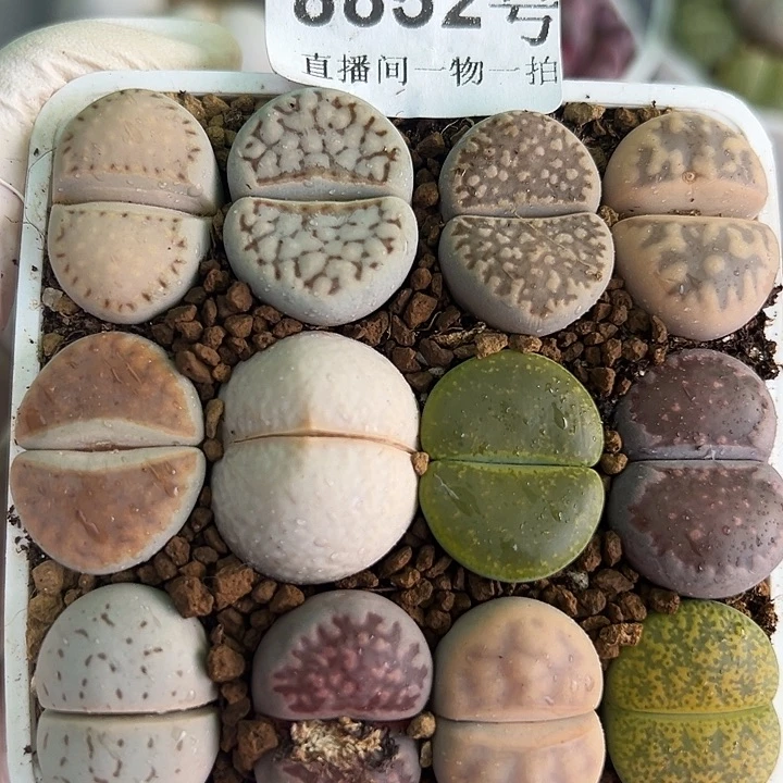 8852 好养易活生石花大母本7.5cm盆