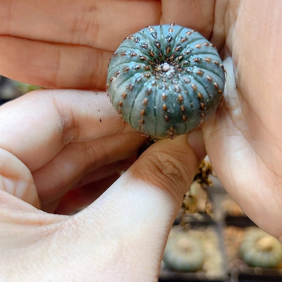 实生大型士童3公分1颗