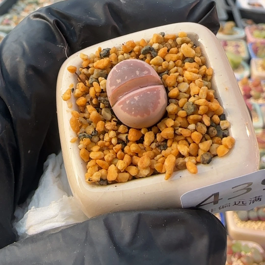 4392-一物一拍 带盆