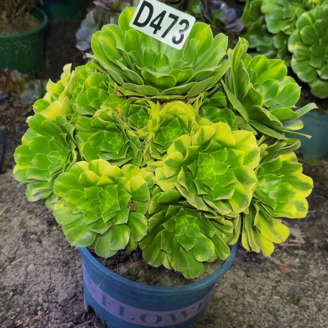 五色琉璃16//////47包邮