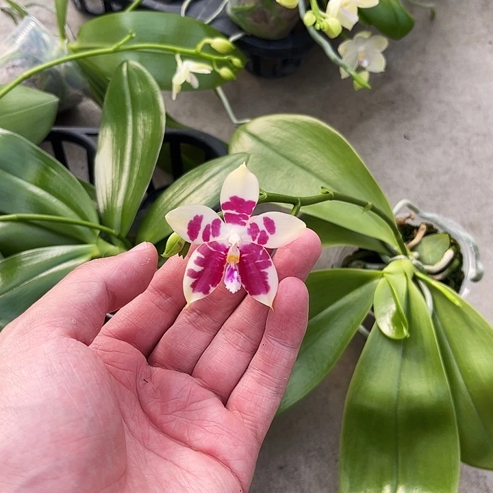 全部花苞弥陀绿虎交蓝盾福利
