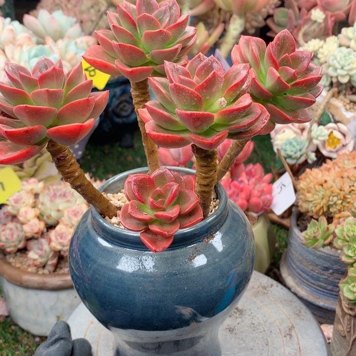 轻**写欢喜多肉一物一拍巧克力方砖