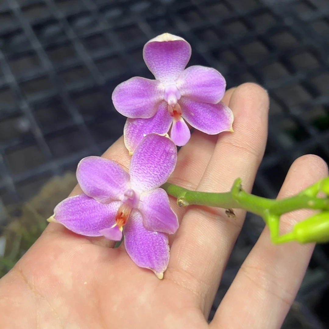 完全开放l500苏交gou