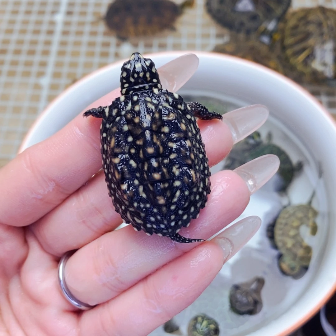 不分公母宠物龟斑点苗