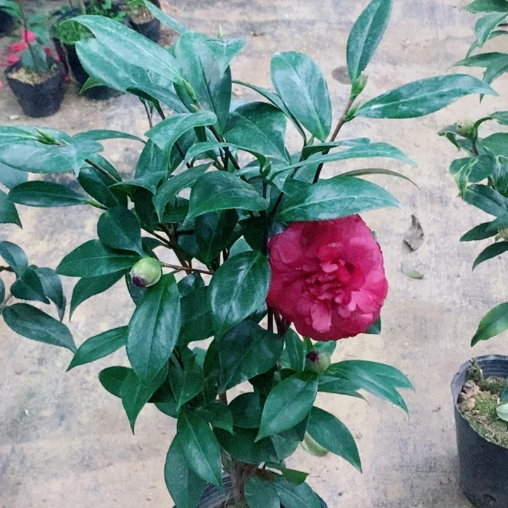 完全开放紫玫瑰茶花