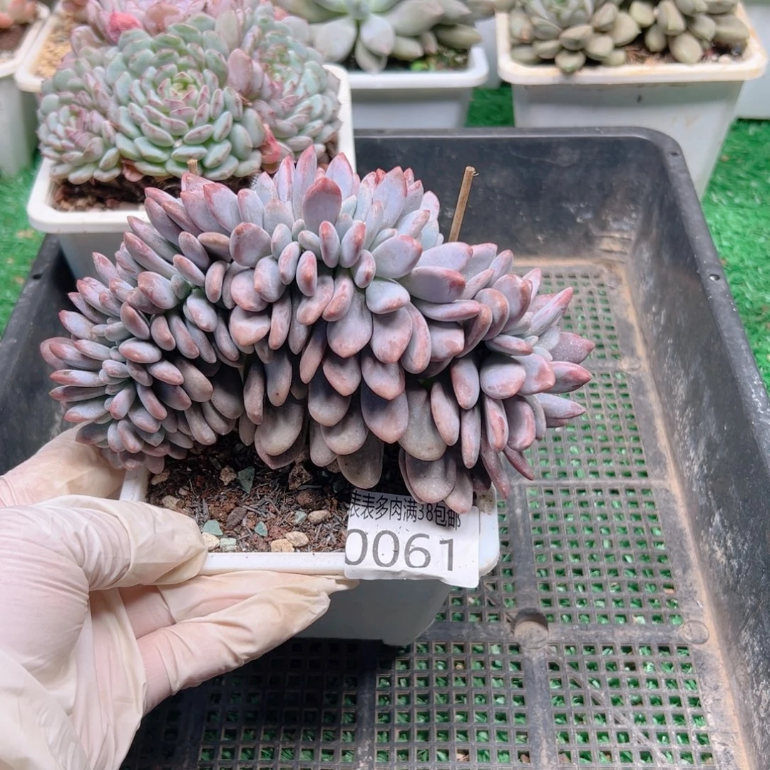 多肉一物一拍植物0061
