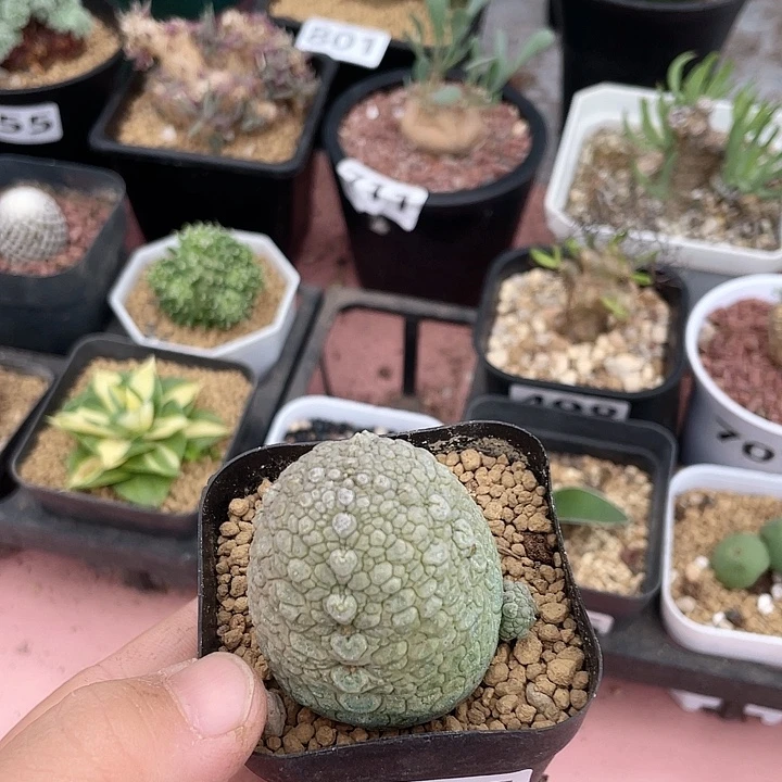 796实生凝提玉仙人球