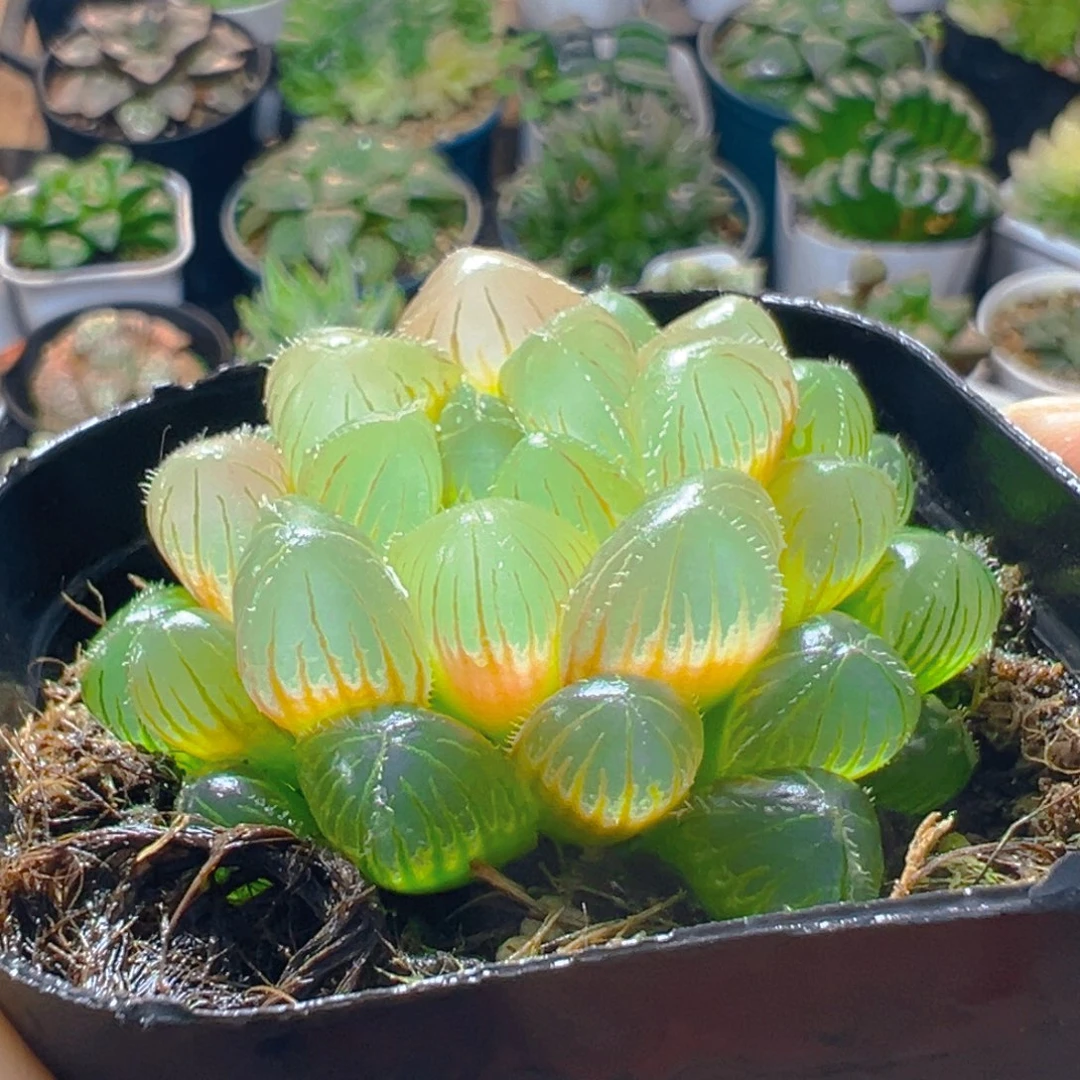 洛神玉露多肉多肉多肉一颗