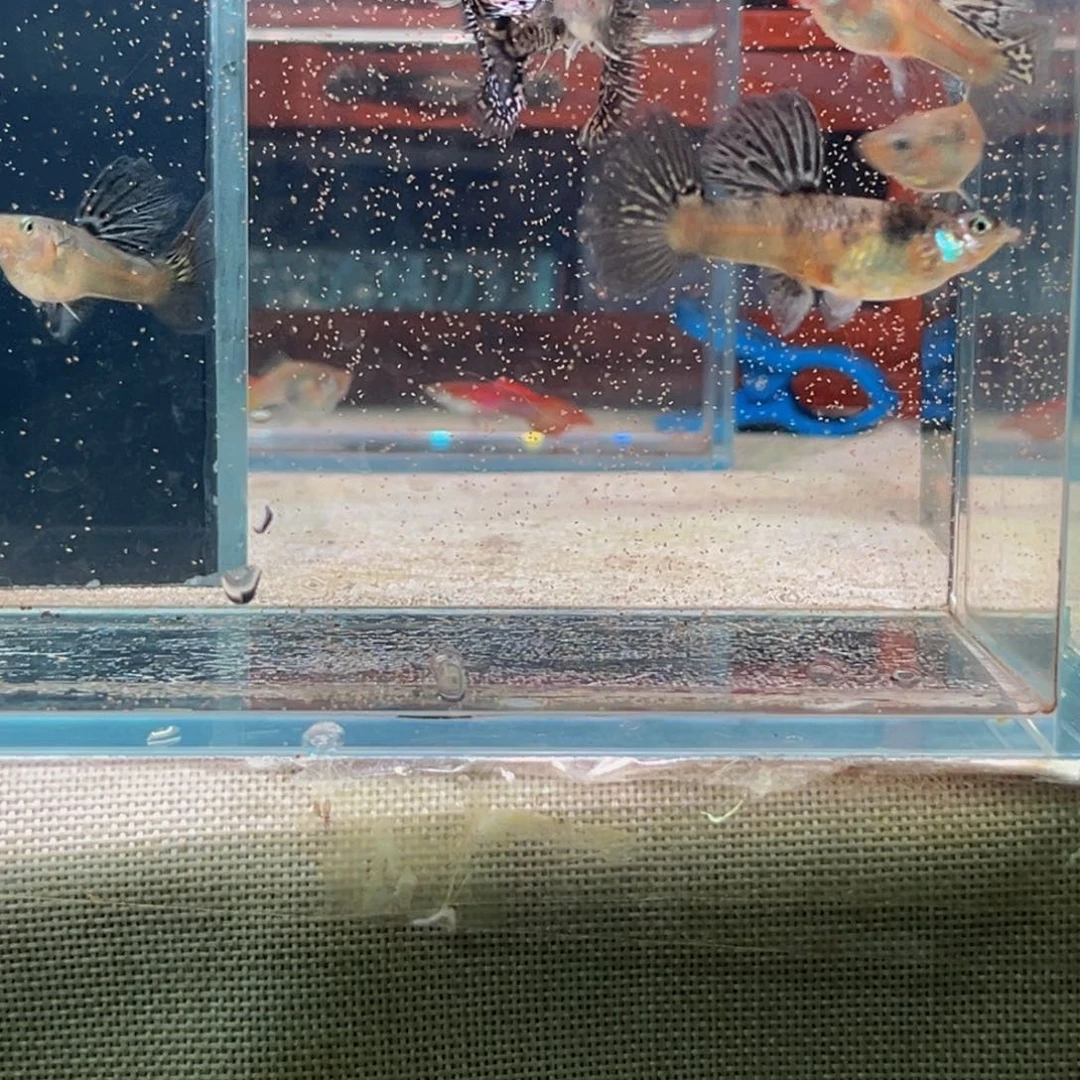 孔雀鱼虎斑迷彩，两公四母68