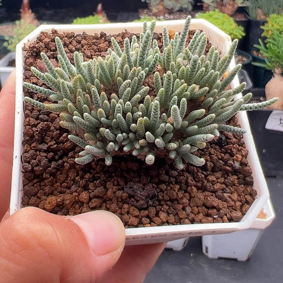 316号韧锦11.8多肉