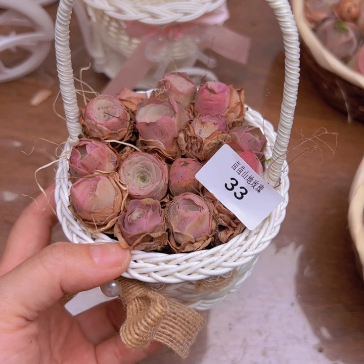 山地玫瑰多肉植物山地33