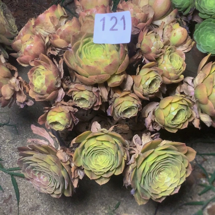 121万绿锦多肉植物