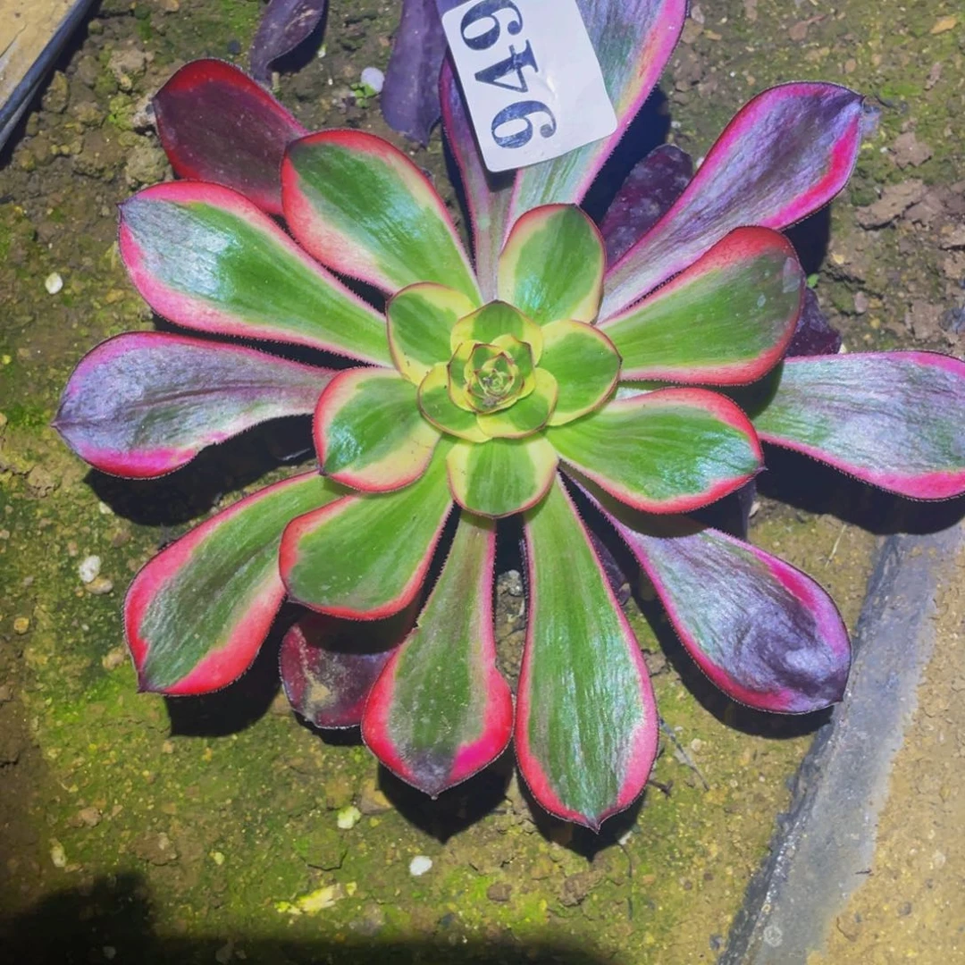 红魔女多肉植物949