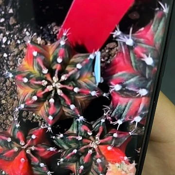 600-0513泰国发货多肉