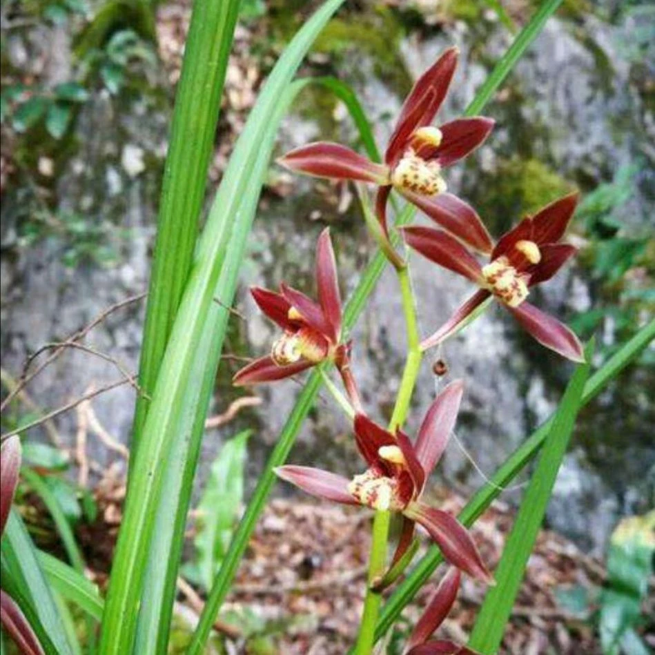 秋芝红花室内好养活花卉盆栽
