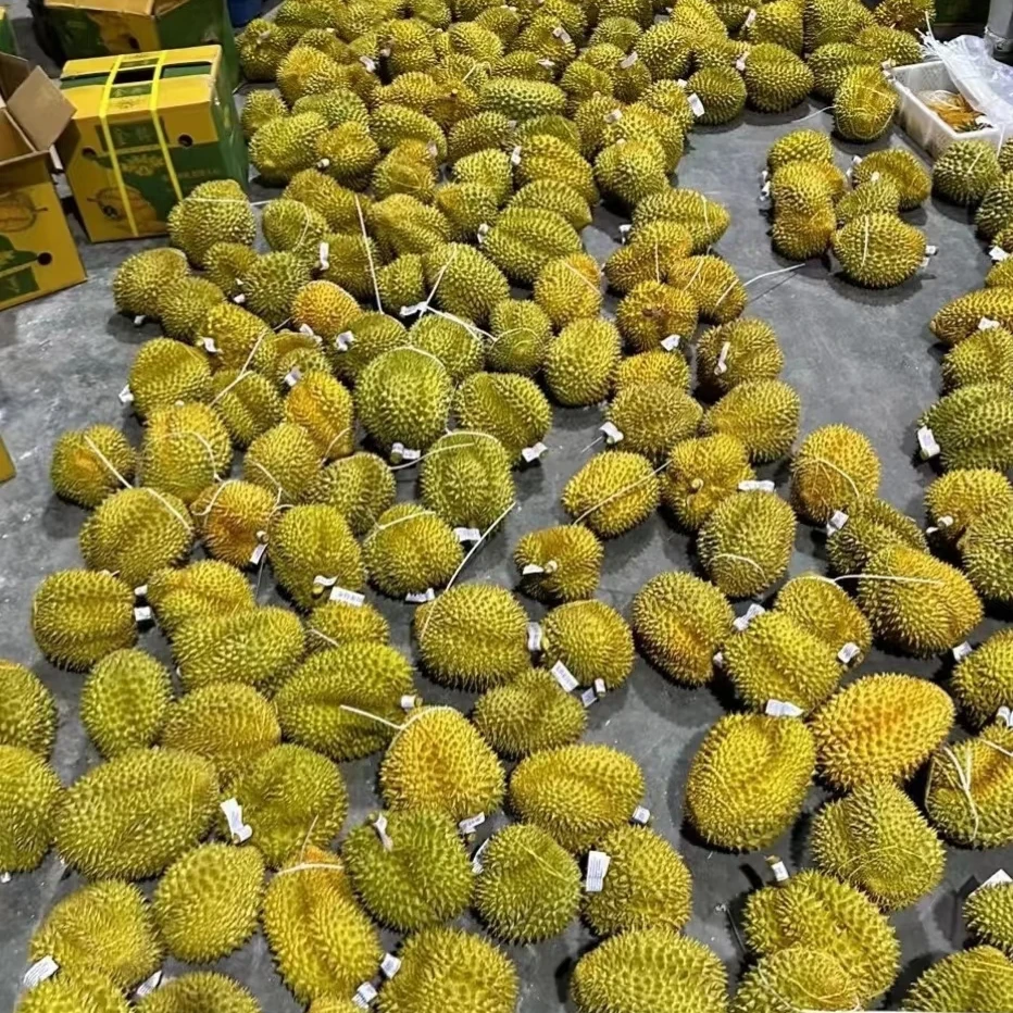 金枕榴莲一物一拍