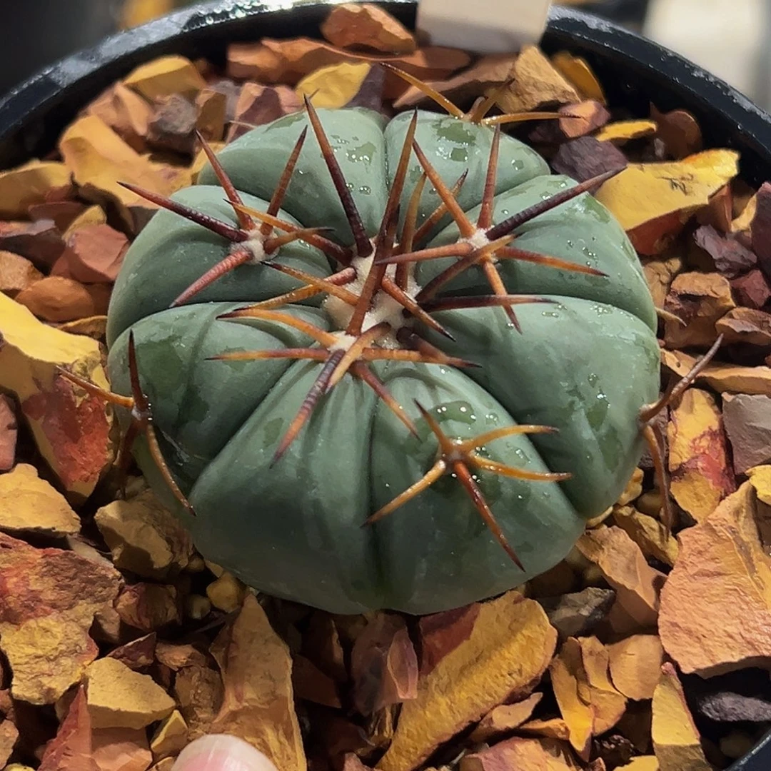 静***，546雷帝8888858885