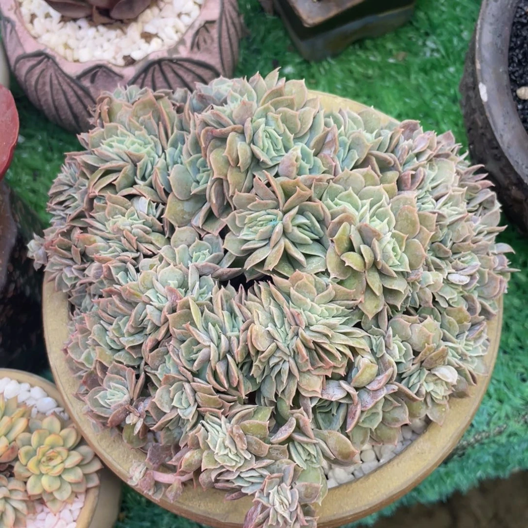 多肉植物盆栽多肉