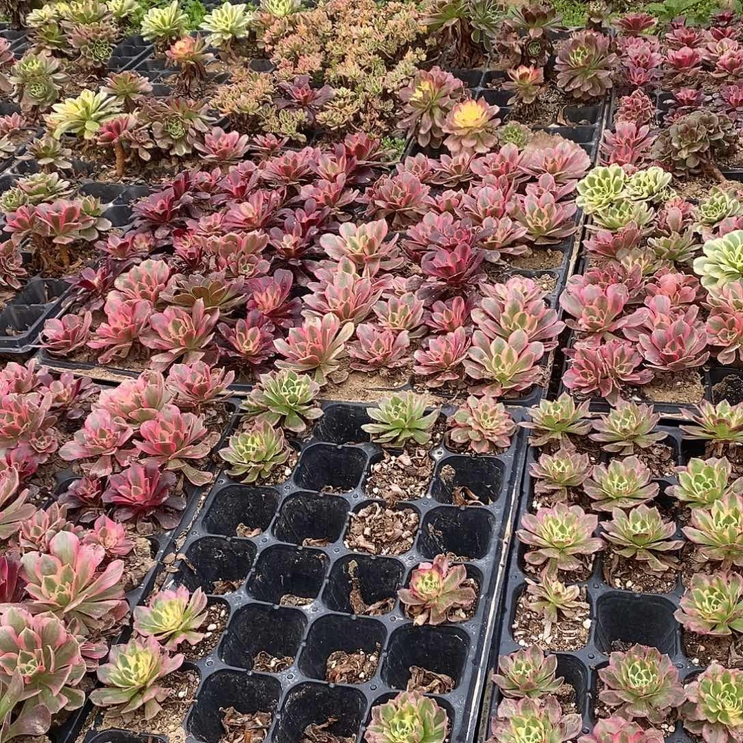 法师带根小苗9.9十颗