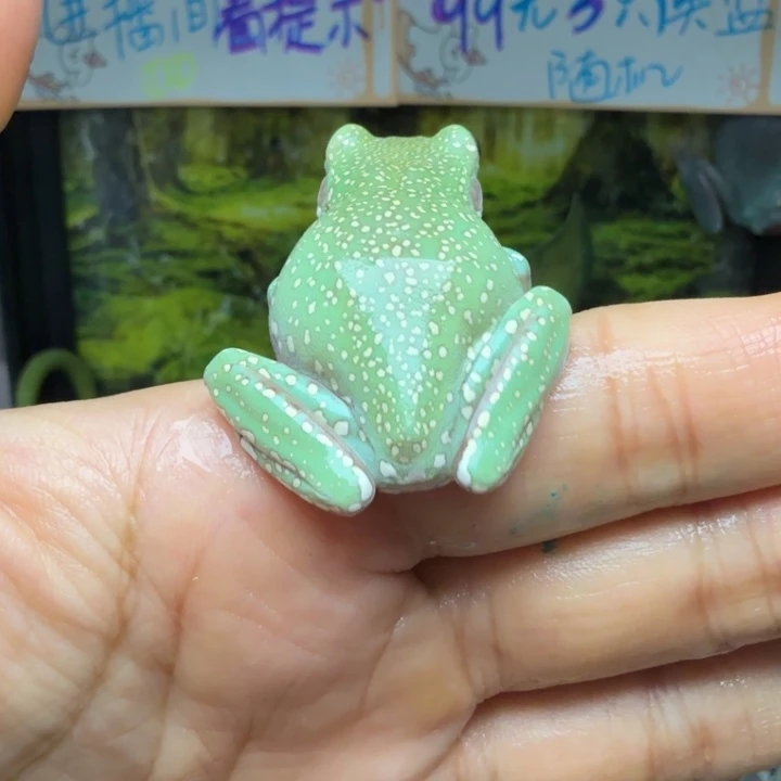 老爷树蛙03 金镶翠 哈密瓜暴雪 绿色金雪