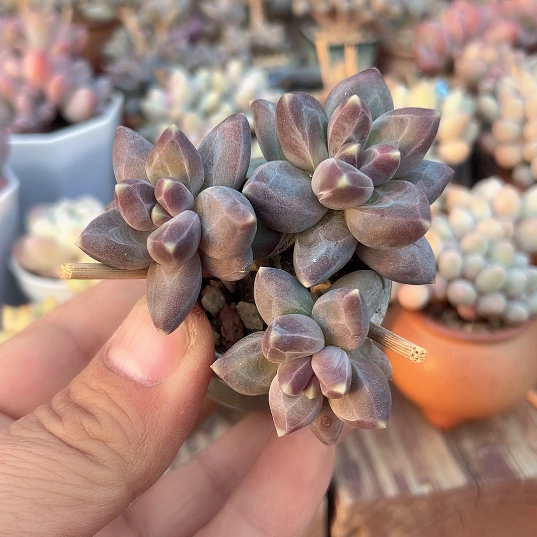 乌拉克拉 带盆发货 3.5口盆