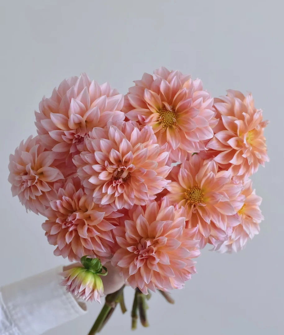 【买一送一】奶油桃子大丽花一把 高颜值 热门花材 云南基地鲜花