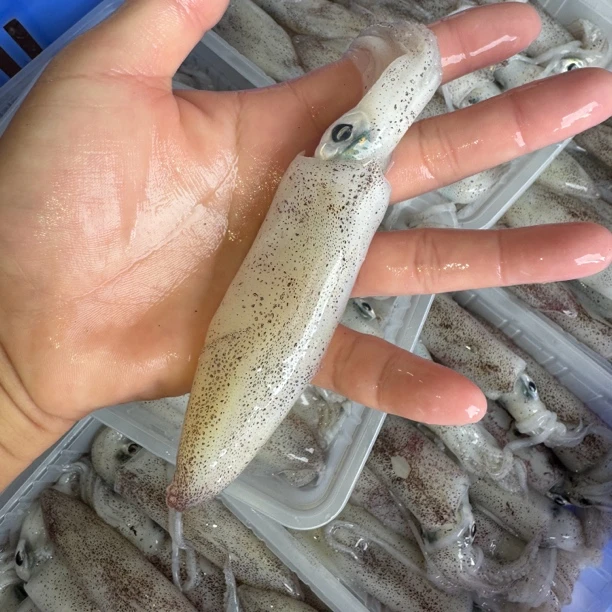 照灯鱿鱼灯光赤皮鱿鱼