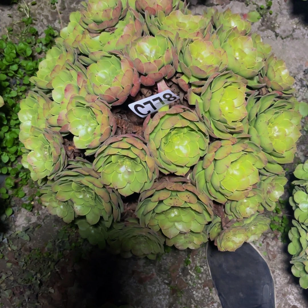 万圣节法师14—38包邮