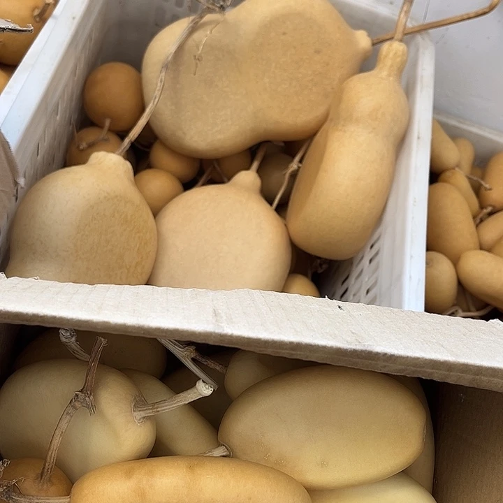 冬瓜扁苹果扁漂亮厚皮