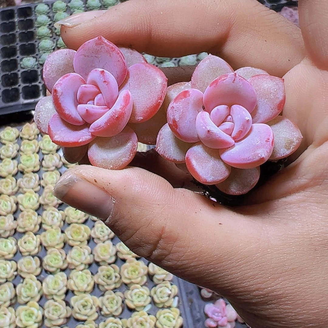 韩版奶茶3个19包邮