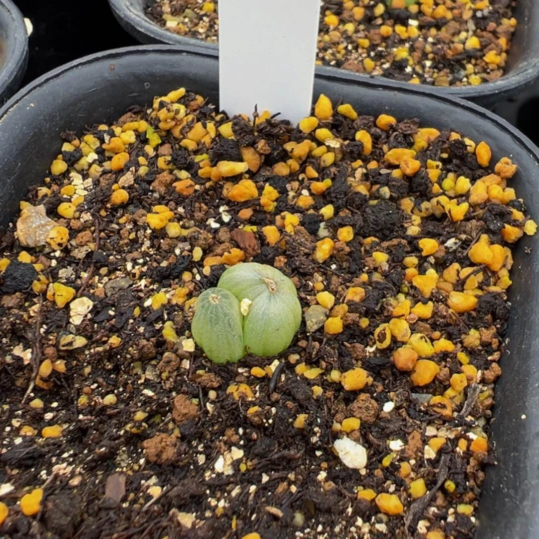 098实生根佛座箍多肉植物带盆土