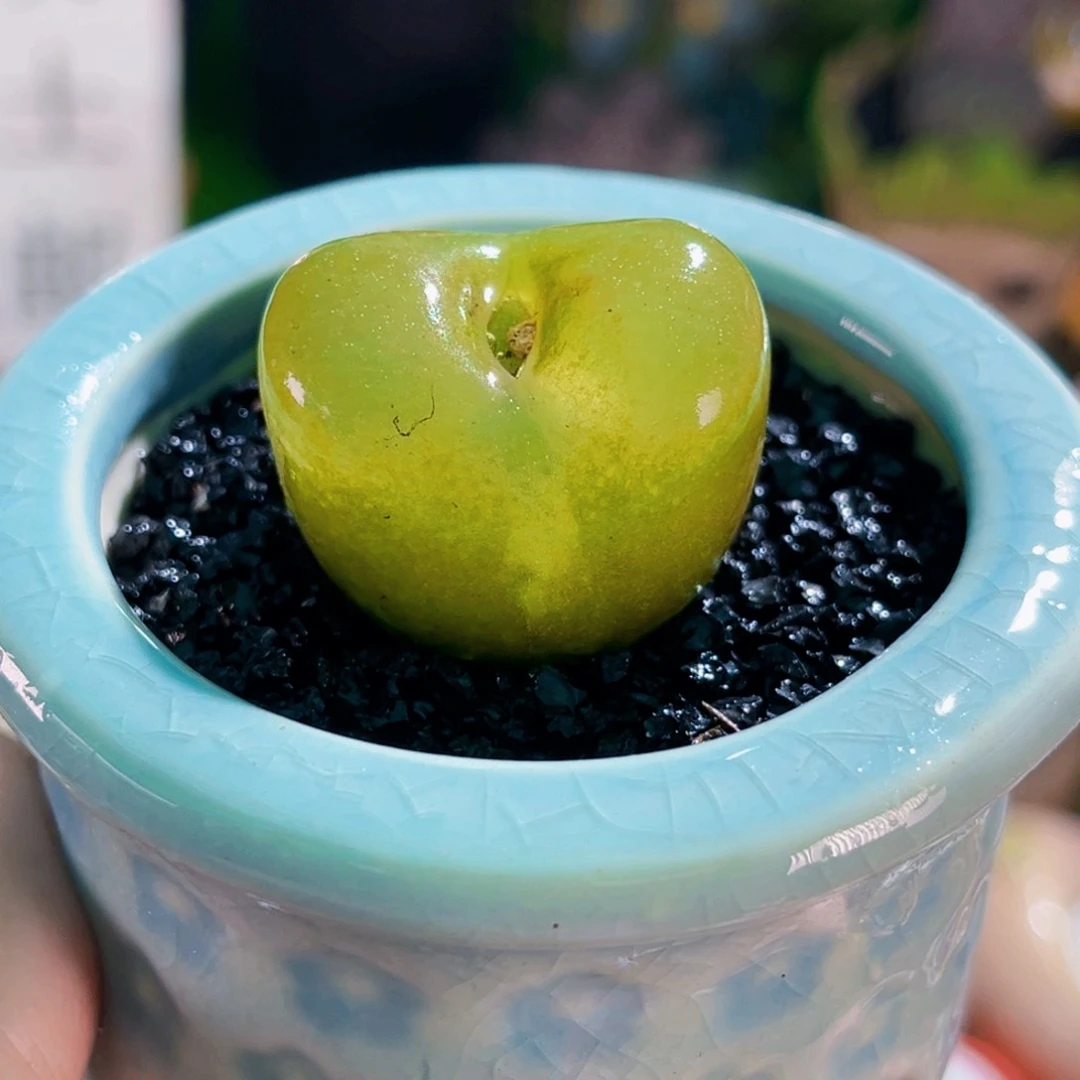 032毛汉尼连盆带土包邮