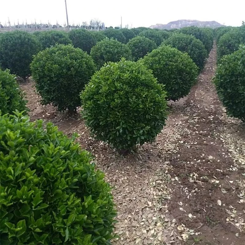 耐寒黄杨球庭院绿化植物四季常青地栽围墙篱笆树苗