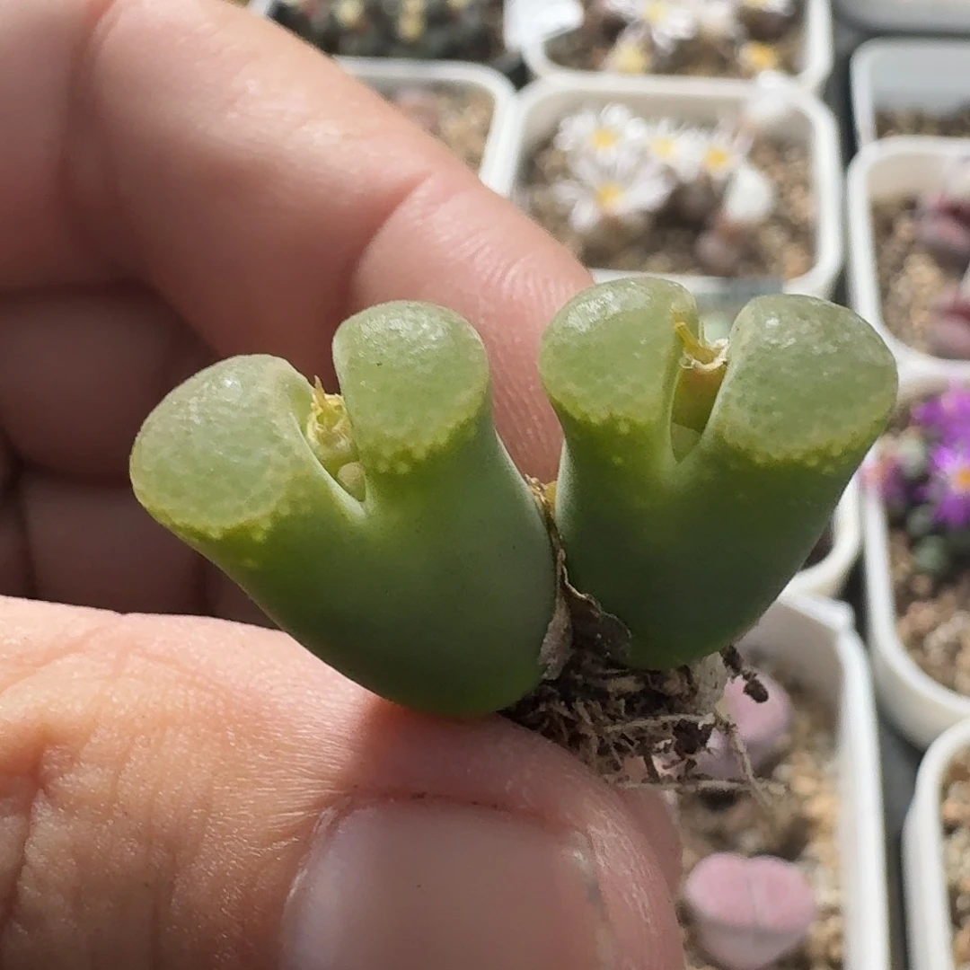 猪***来D282绿风铃母本多肉