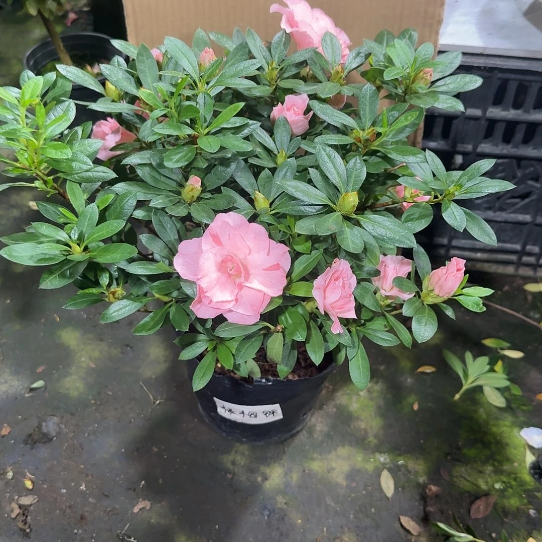 N***h完全开放桃梅锦杜鹃