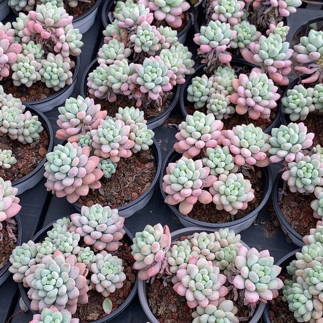 金汇园艺，团泡泡酱