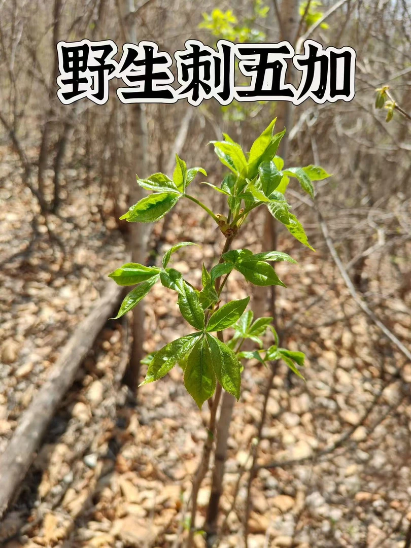 黑龙江大山里野生刺五加踩多少看运气泡沫箱冰袋保鲜发货