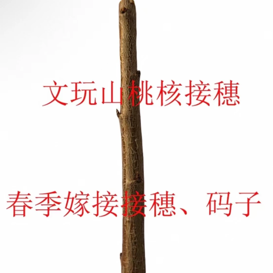 文玩核桃接穗嫁接枝条红锦鲤炫龙凹底龙门涧龙鼎麻核桃芽子码子
