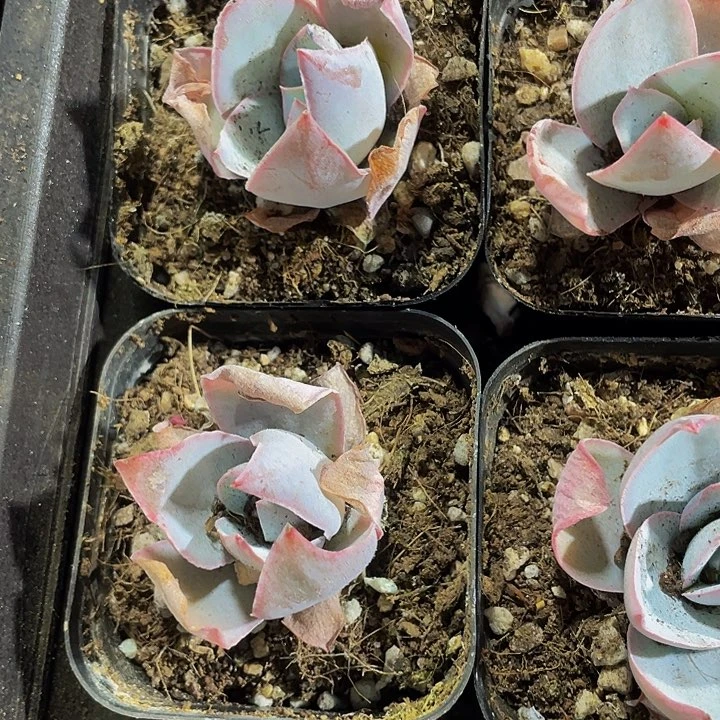6.5方广寒宫带盆土
