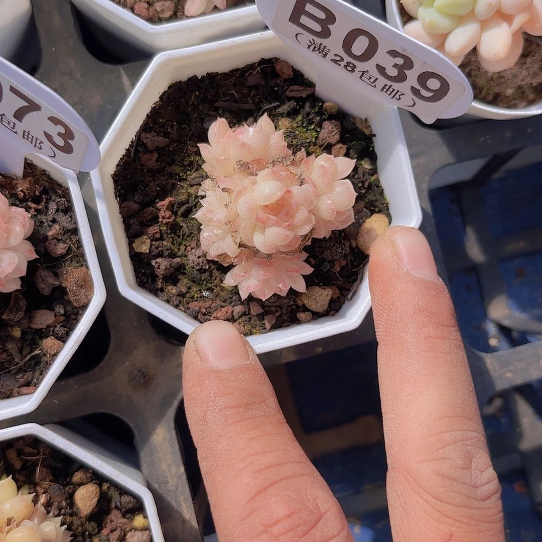 B039麦秆一物一拍