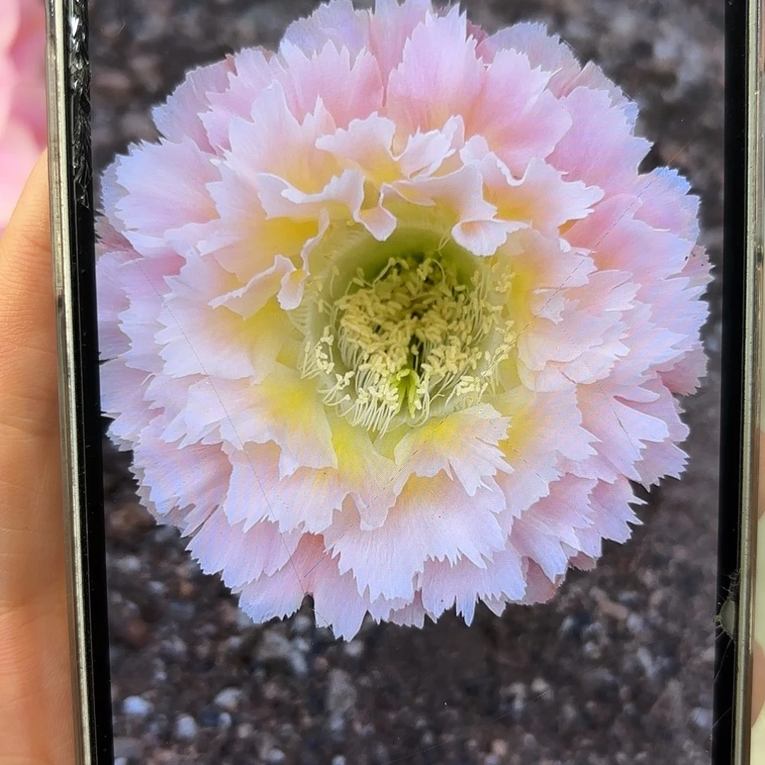 彩草颜如玉9公分微瑕