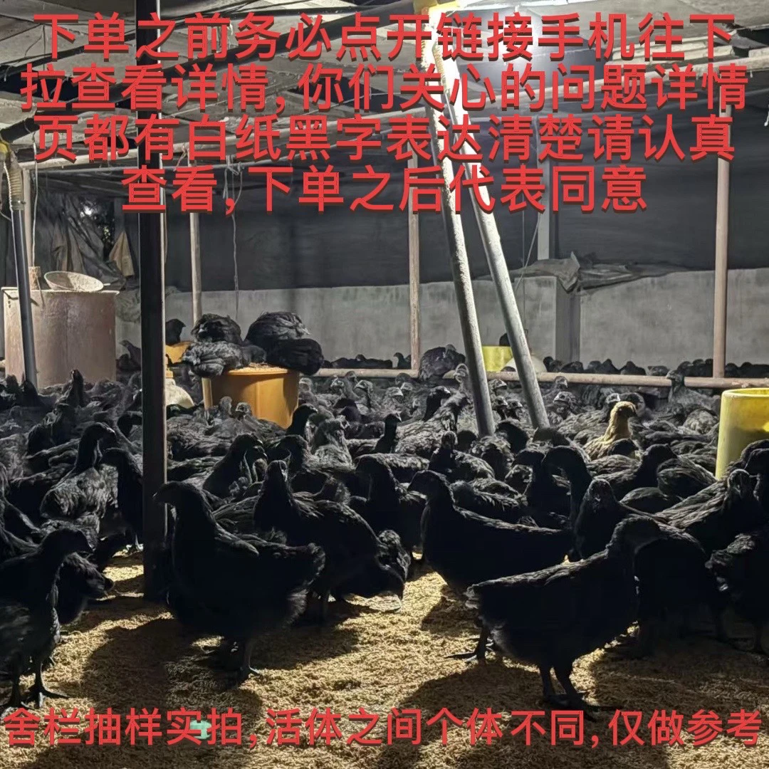 （京东包邮）五黑鸡，五黑一绿，绿壳蛋鸡宠物鸡（5只装全母鸡发货）