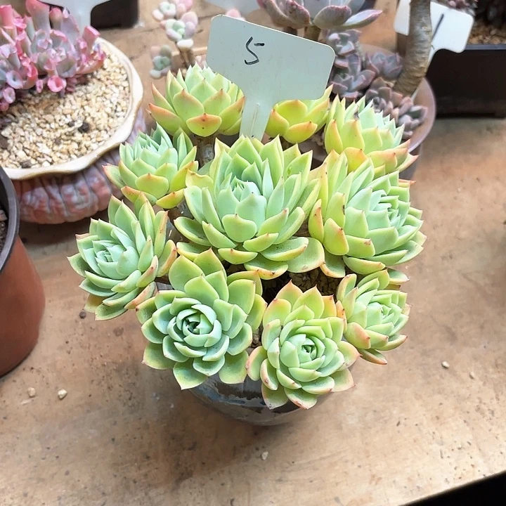 多肉植物，三色景5号