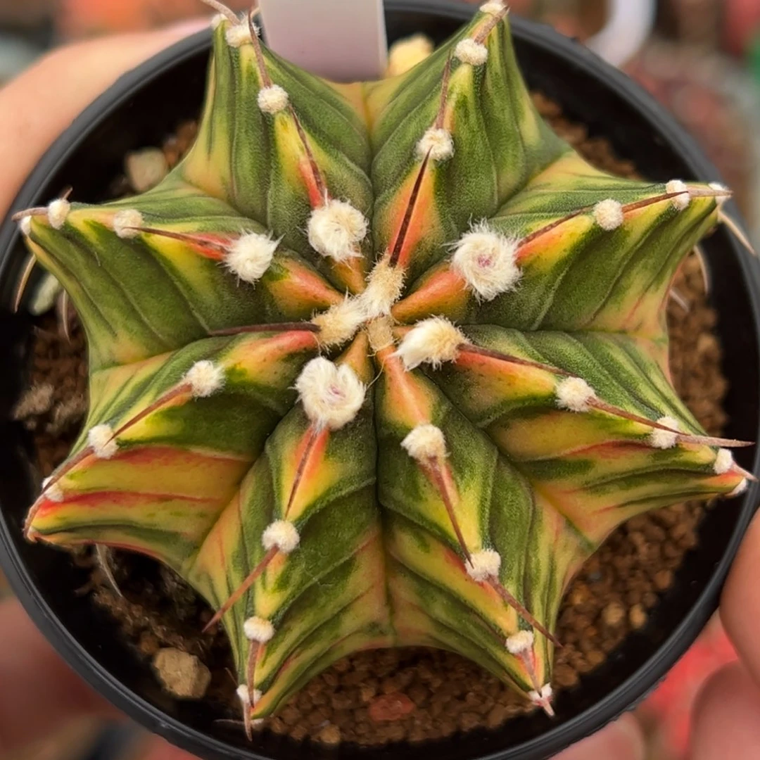 泰系实生虎斑肋骨锦2