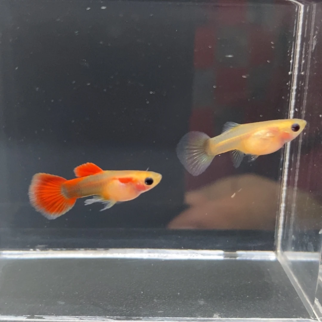 孔雀鱼黄肉礼服玻璃猫一对