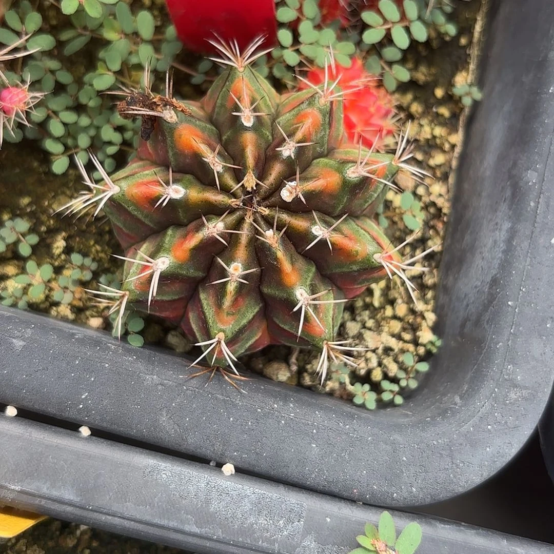 45-1113泰国发货多肉