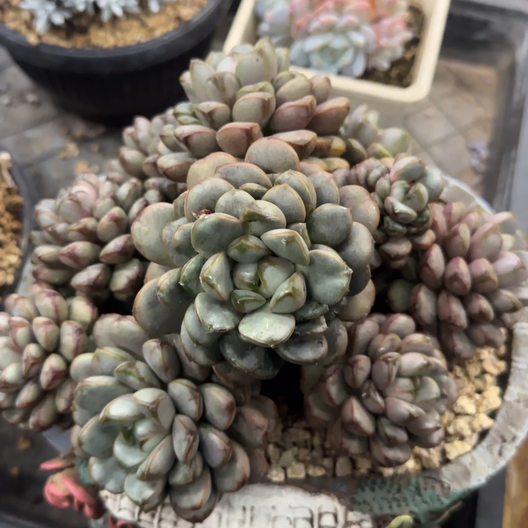 多肉植物一物一拍